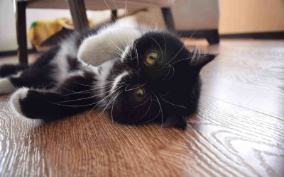ÁCAROS EN LOS PERROS Y GATOS